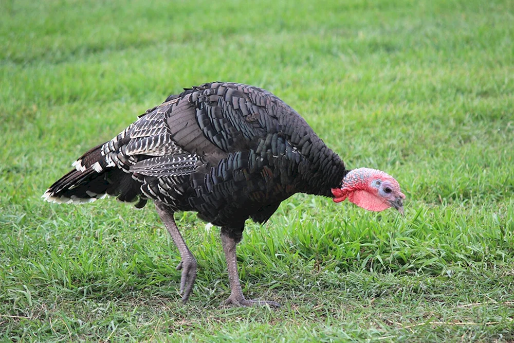 Türkische Vögel