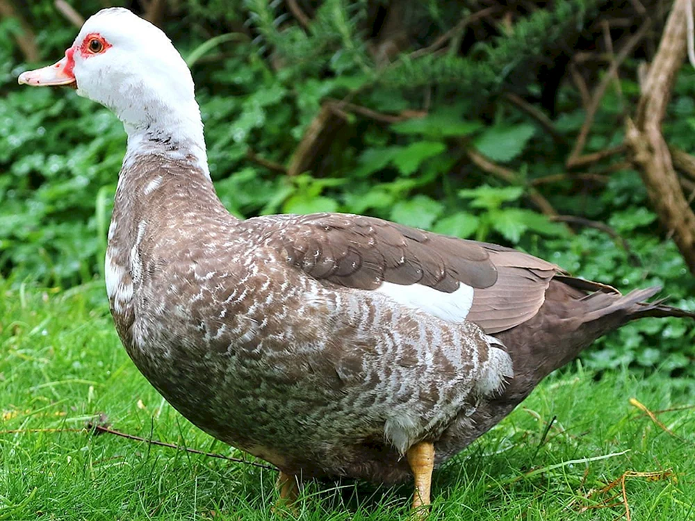 Blauer Moschustruthahn