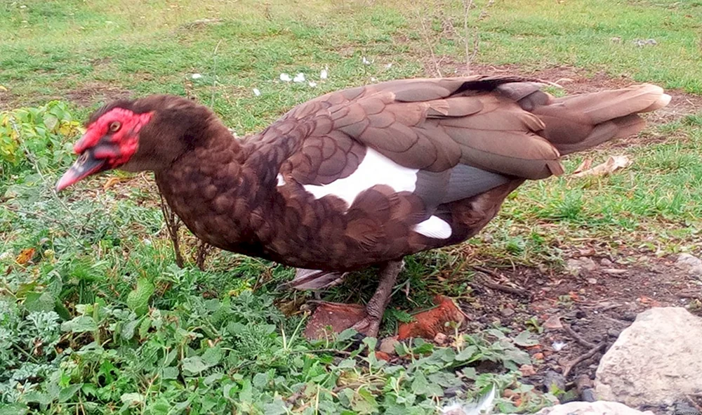 Schwere Enten