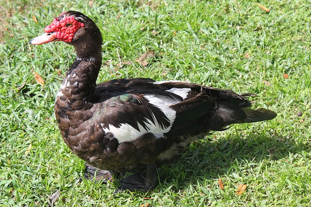 Moschus Ente und Truthahn Truthahn