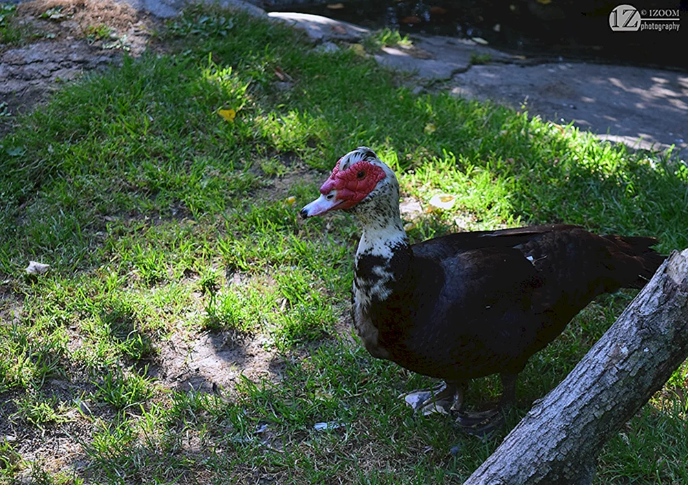 Schwerleinen-Moschus-Ente