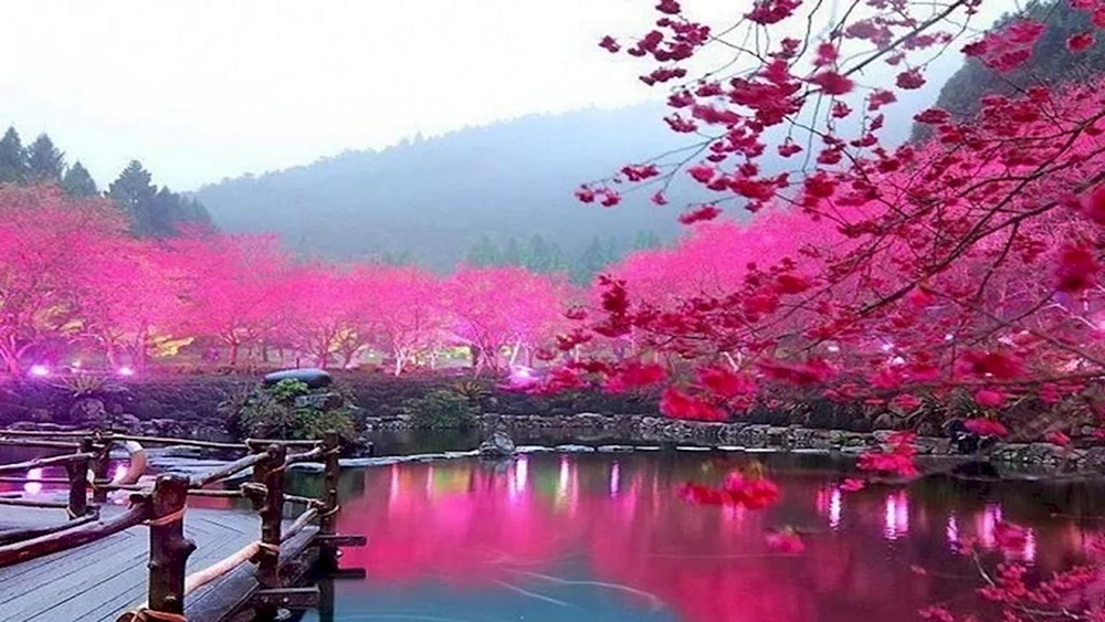 Kirschblüte in Tokio