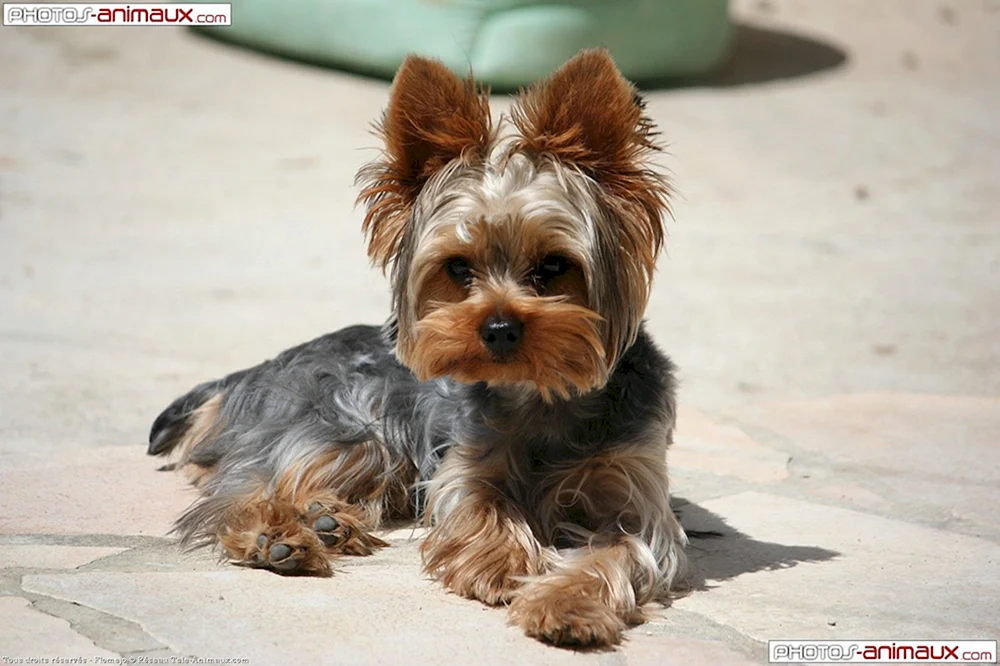 Yorick Terrier
