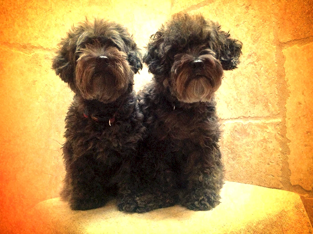Yorkie pu