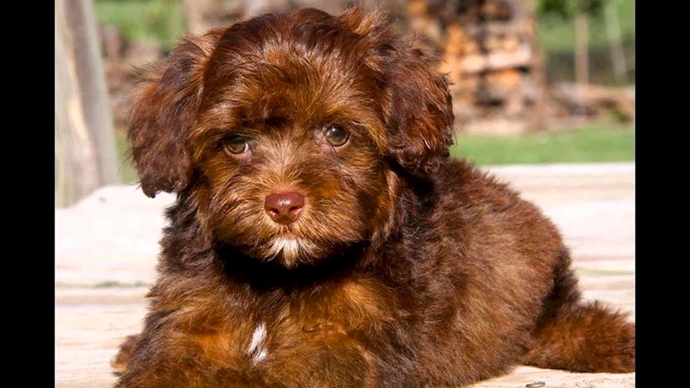 Yorkipoo