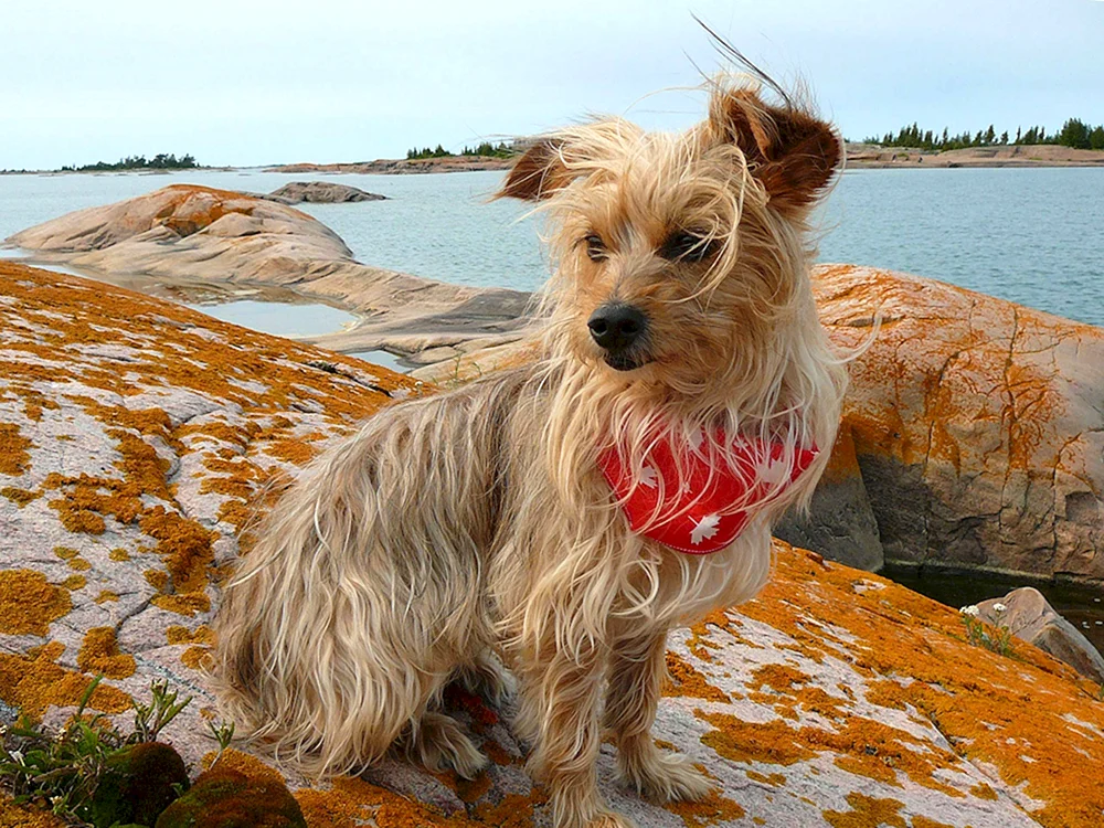 Pudel gekreuzt mit Yorkie