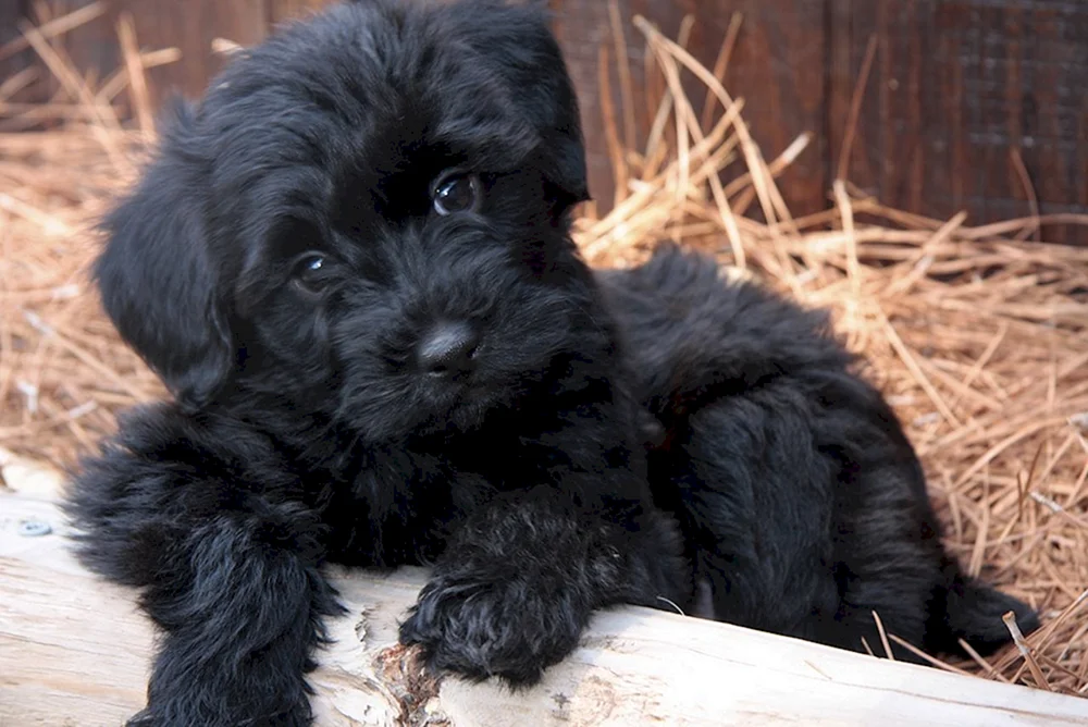 Bichon Havaneser