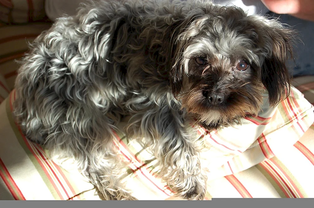 Yorkipoo Rasse