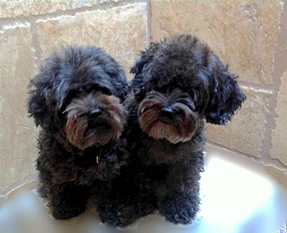 Yorkipoo Rasse
