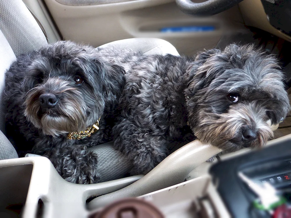 Yorkipoo Pudel