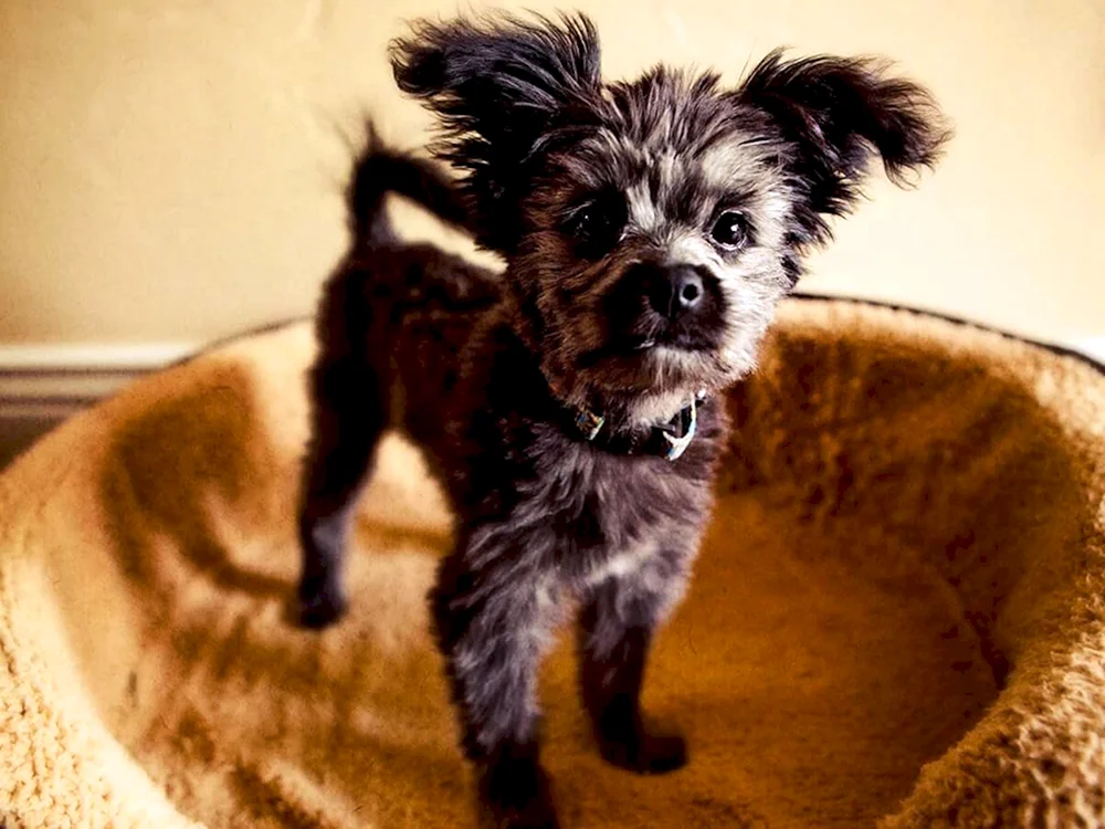 Yorkipoo Rasse