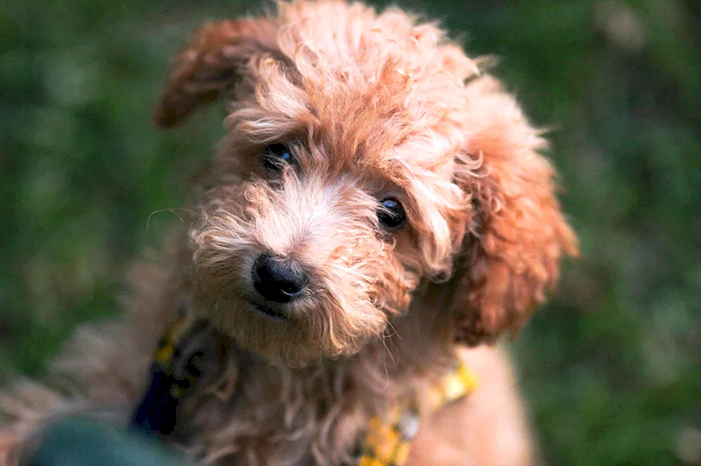 Yorkipoo Hunderasse