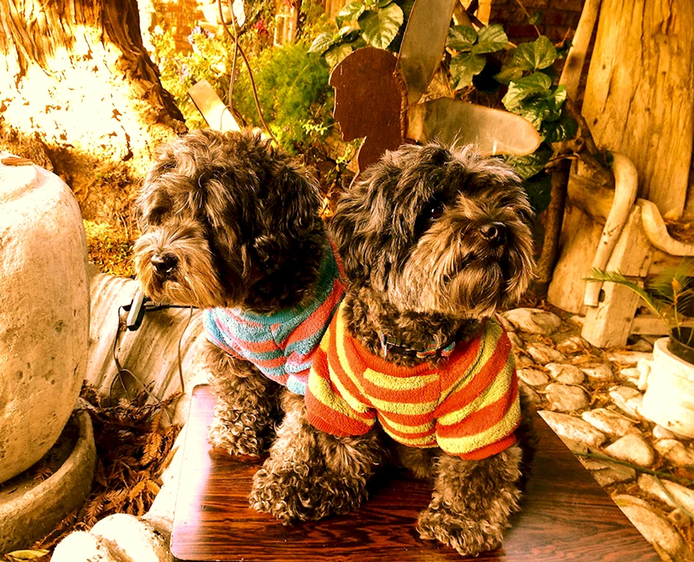 Yorkipoo Hund