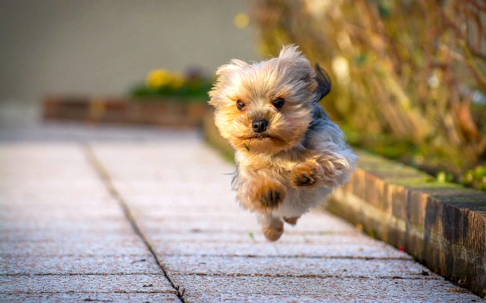 Pomeranian Bear Spitz.