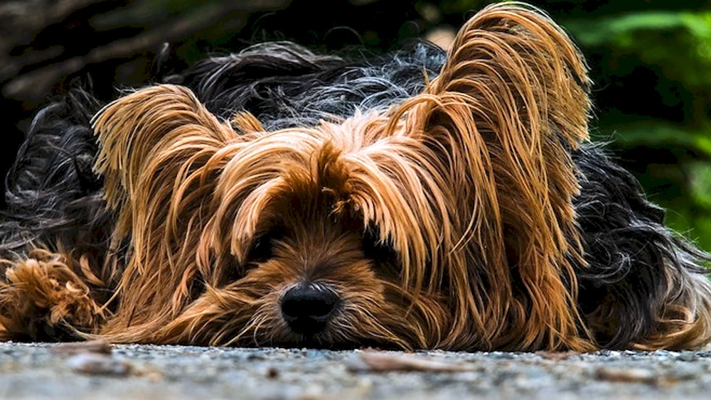 Affenpinscher Terrier