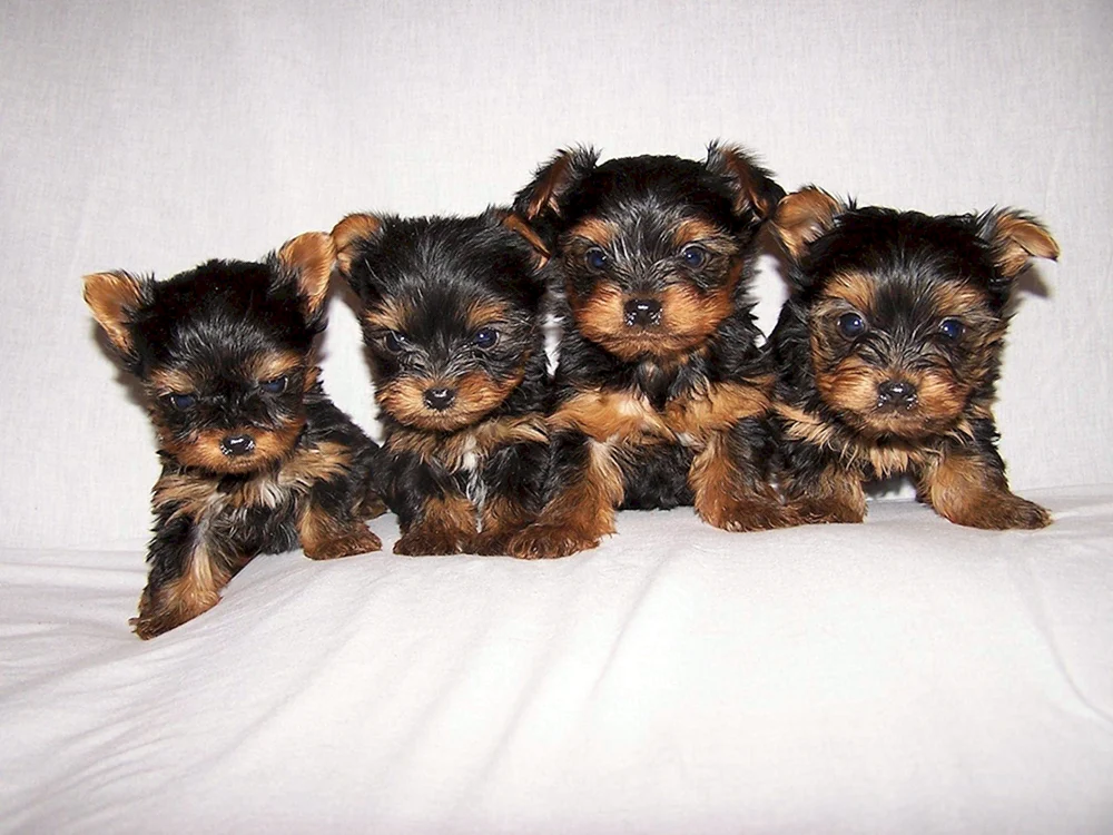 Yorkshire Terrier