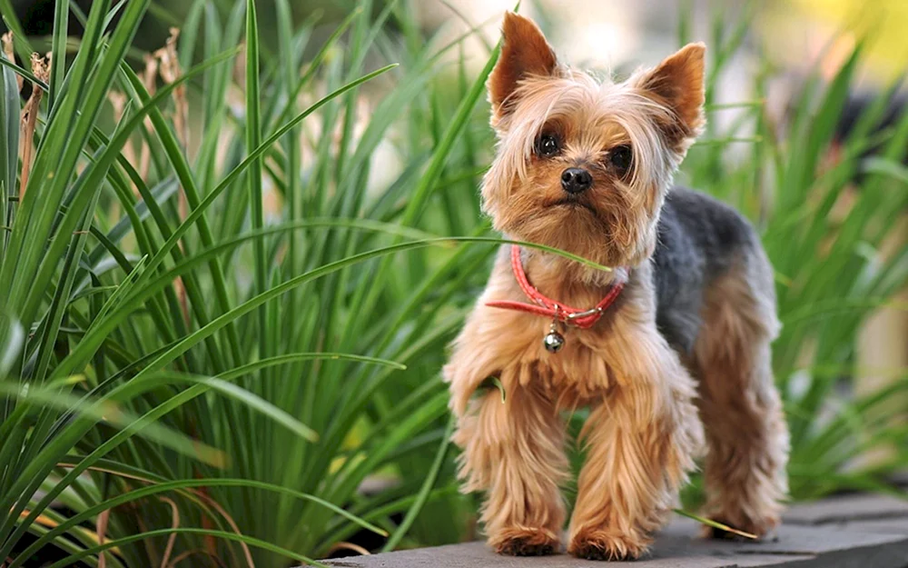 Chihuahua Hund