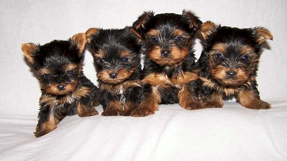 Yorkshire Terrier