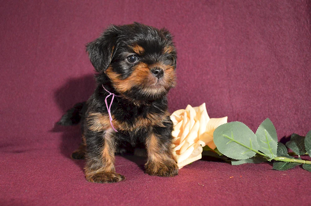 Yorkshire Terrier mini