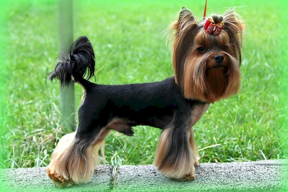 Yorkshire Terrier