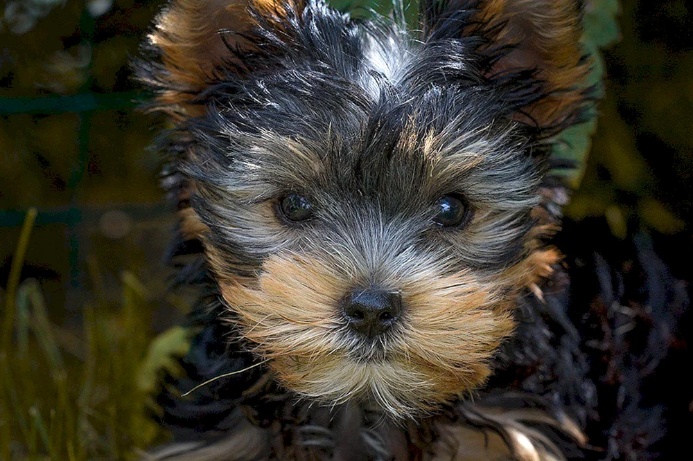 Yorkshire Terrier