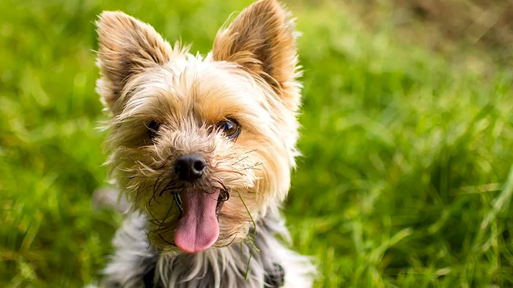 Yorkshire Terrier