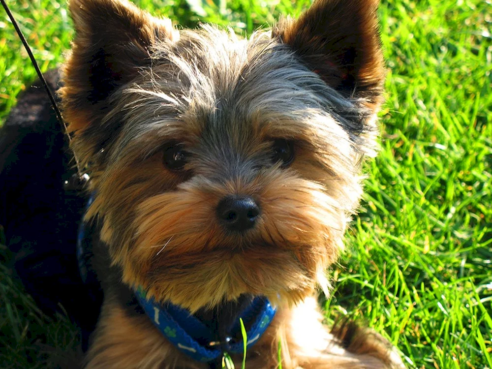 Yorkshire Terrier
