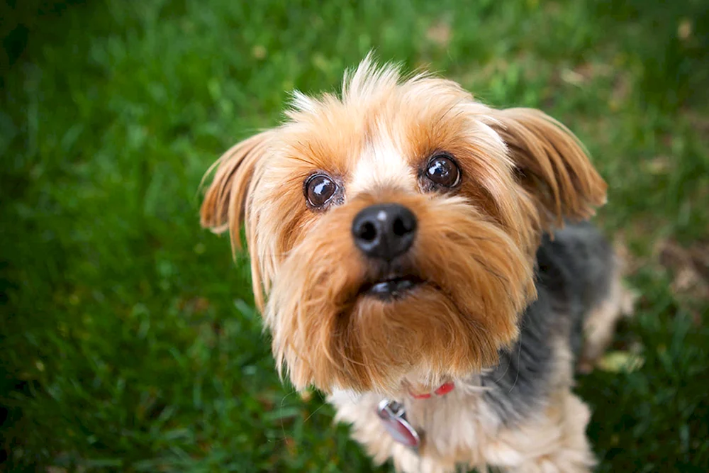 Yorkshire Terrier