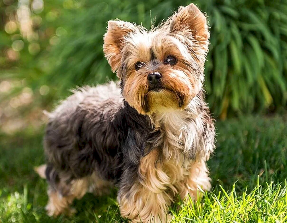 Eschkor Terrier