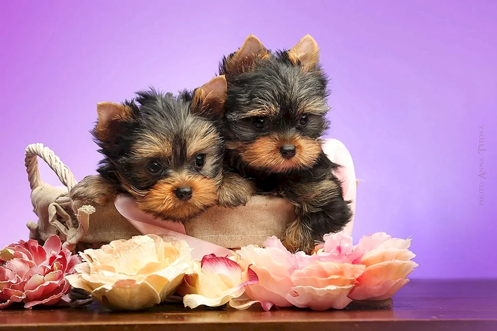 Yorkshire Terrier