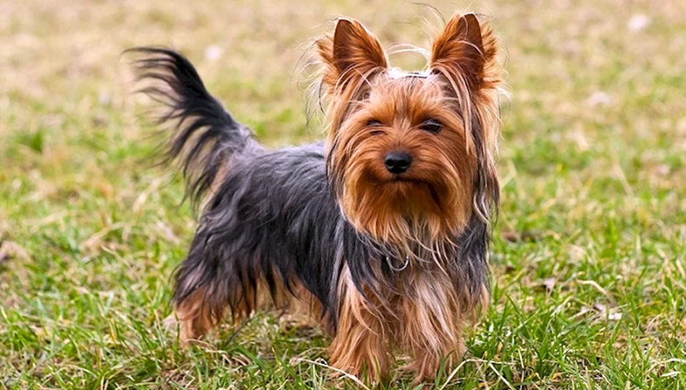 Norwich Terrier