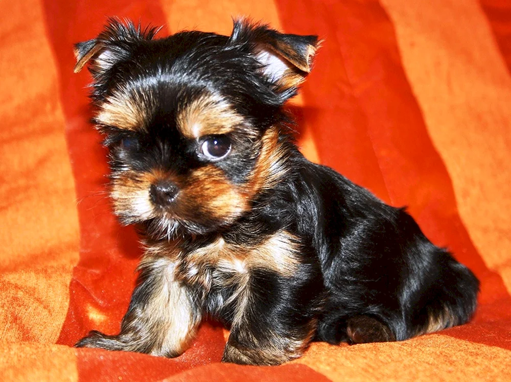 Yorkshire Terrier