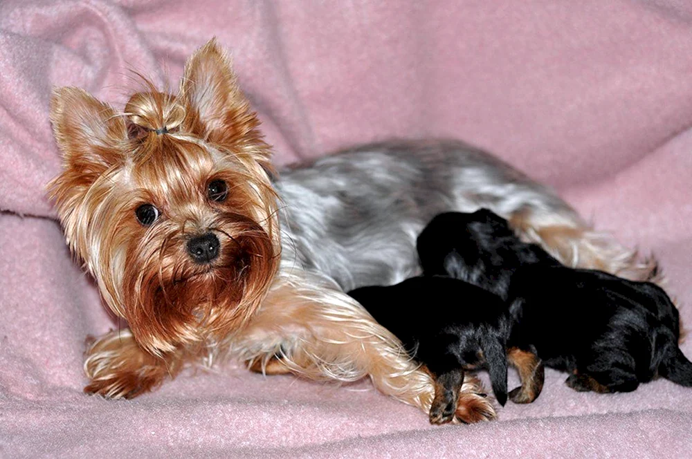 Yorkshire Terrier mini