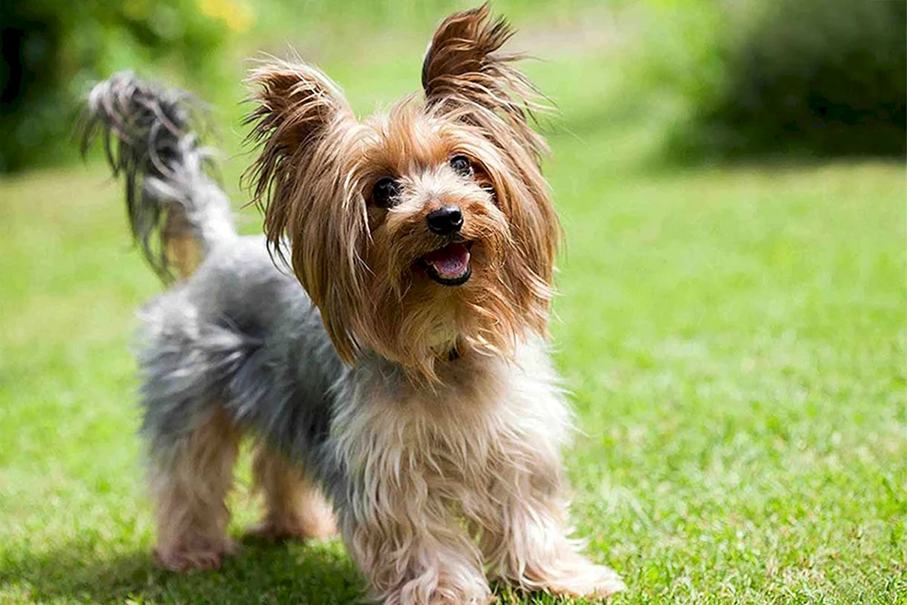 Yorkshire Terrier