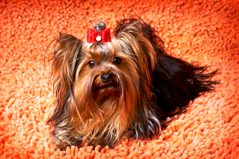 Yorkshire Terrier