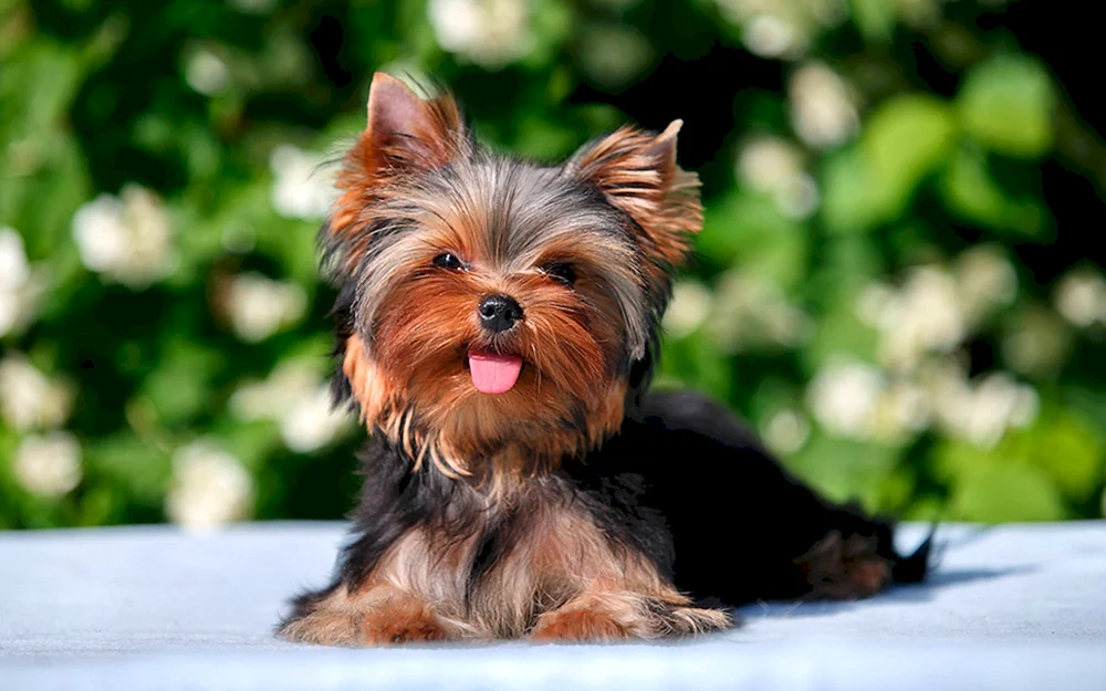 Yorkshire Terrier