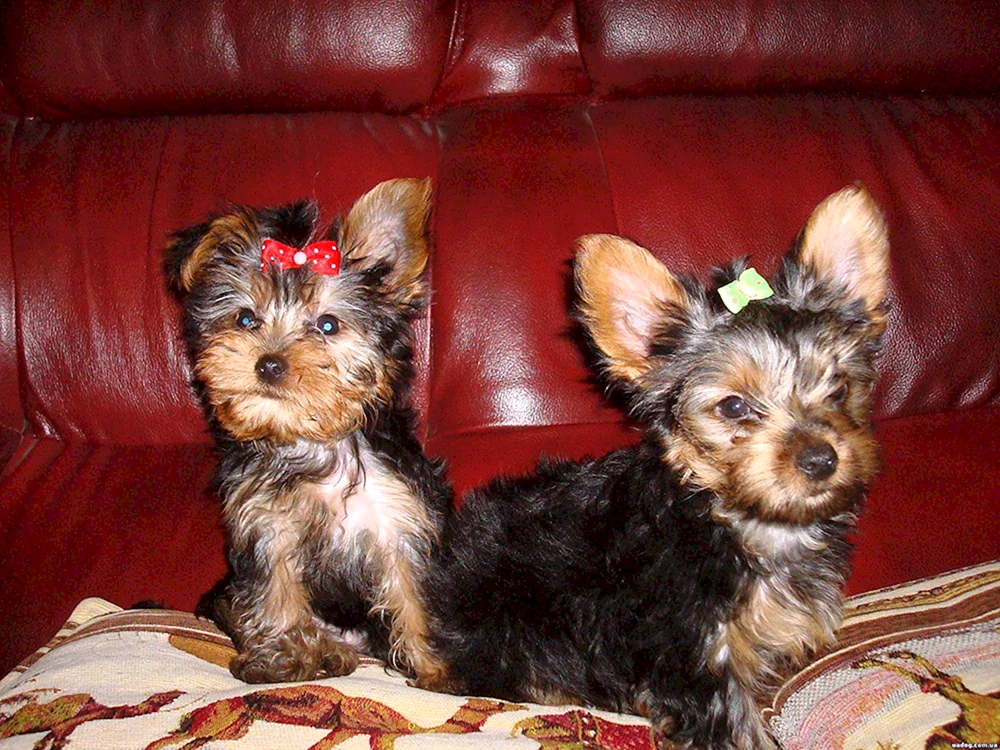 Yorkshire Terrier métis