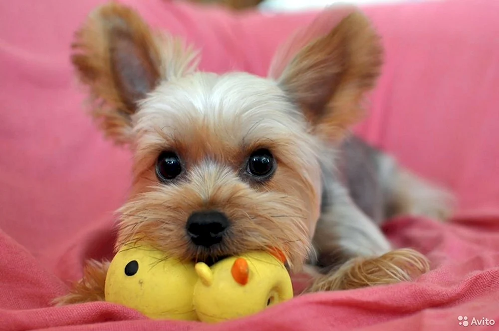 Yorkshire Terrier