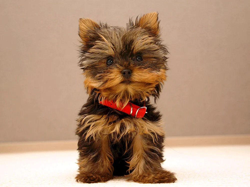 Yorkshire Terrier