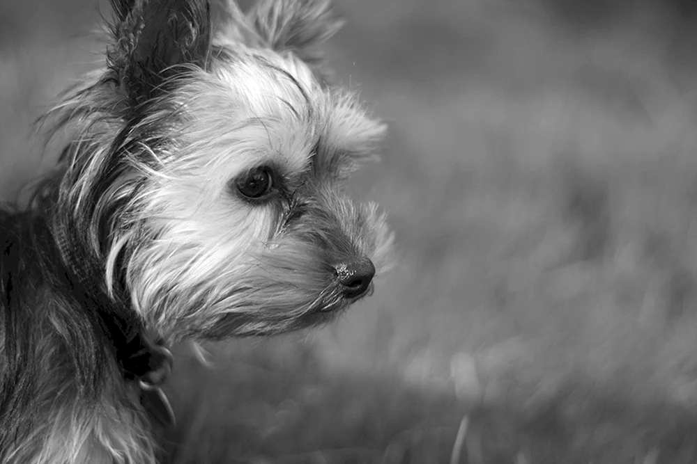 Beaver Yorkshire Terrier