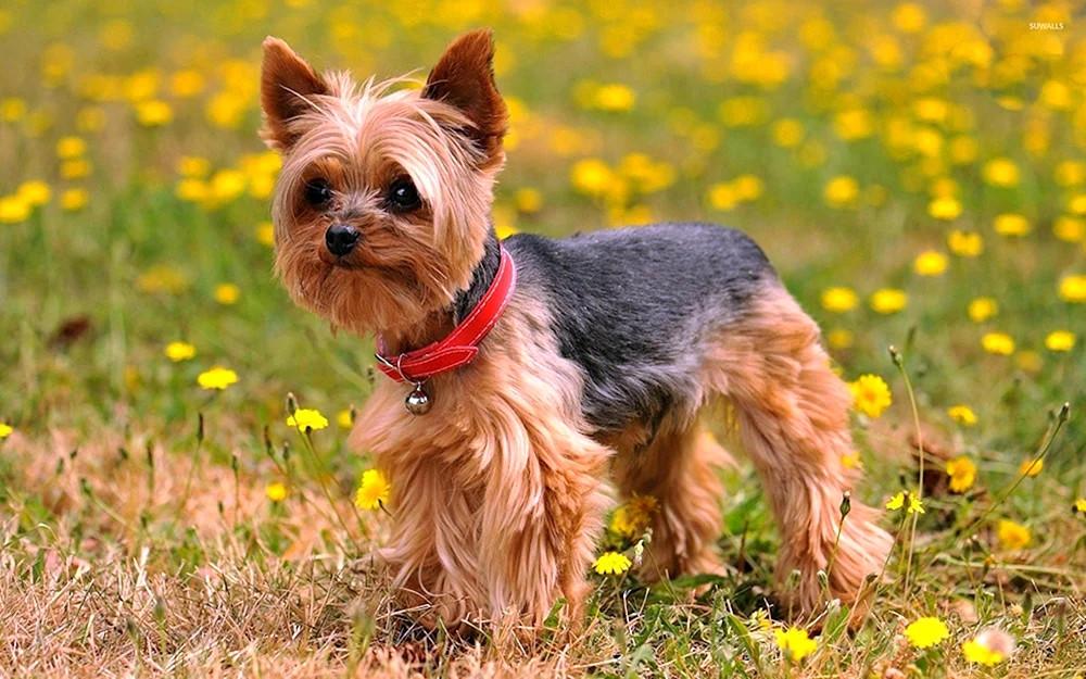Chihuahua