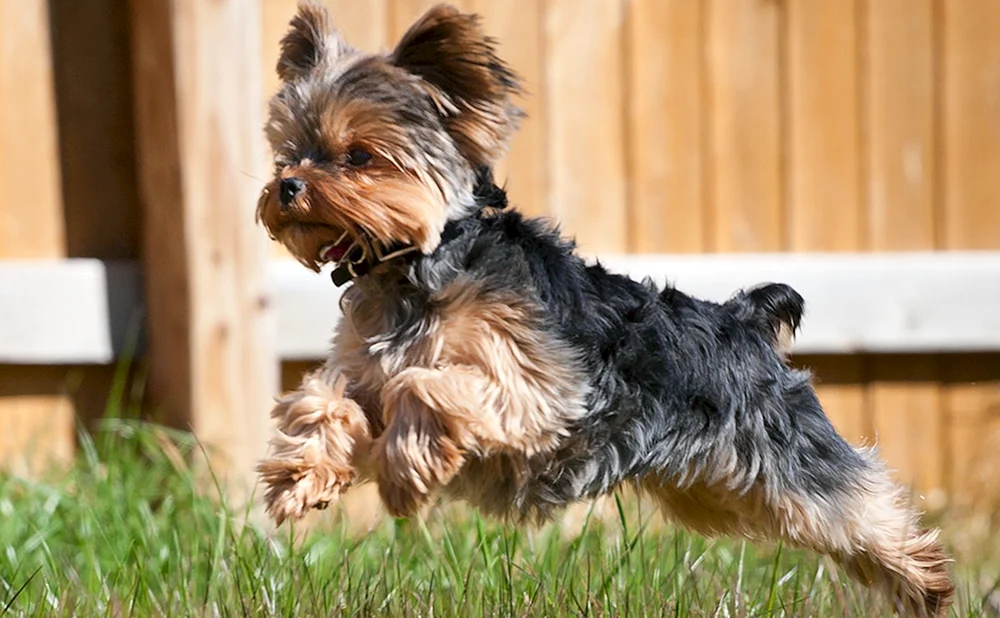 Yorkshire Terrier