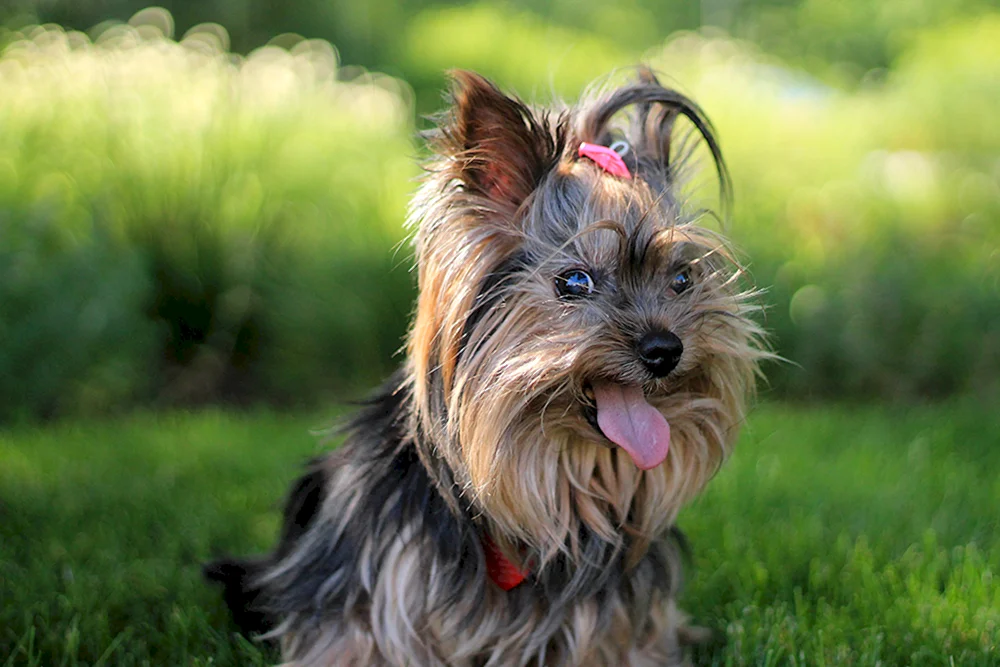 Yorkshire Terrier Yorkshire Terrier