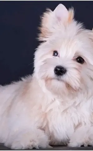 Yorkshire Terrier weiß