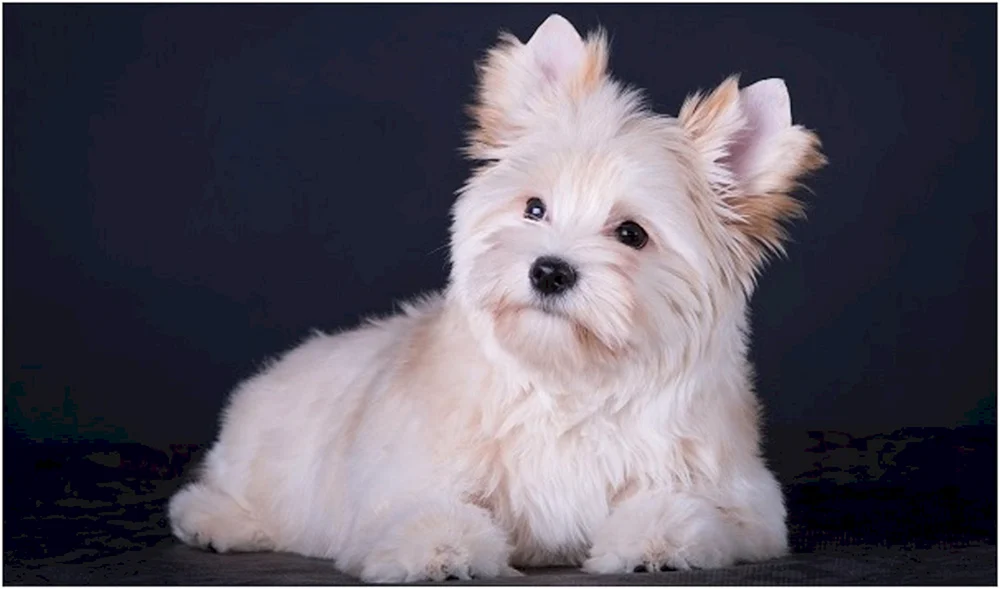 Yorkshire Terrier weiß