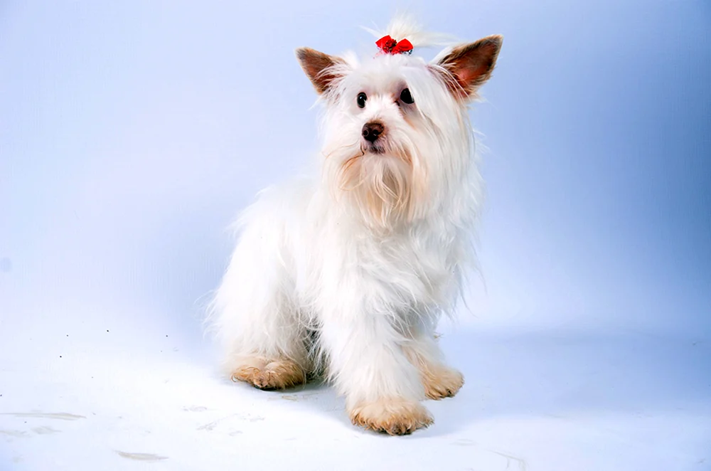 Yorkshire Terrier weiß