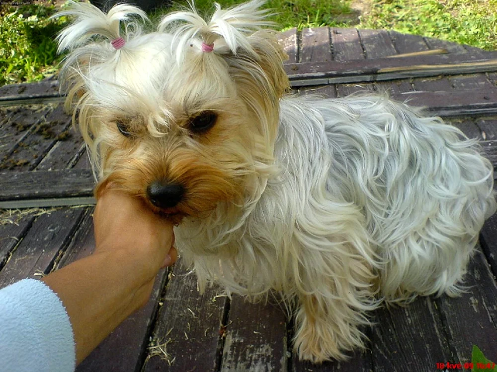 Beaver Yorkshire Terrier
