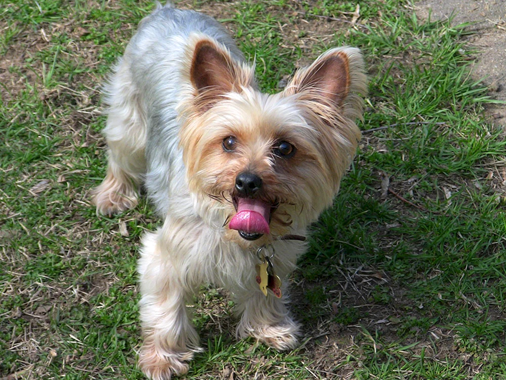 Yorkshire Terrier