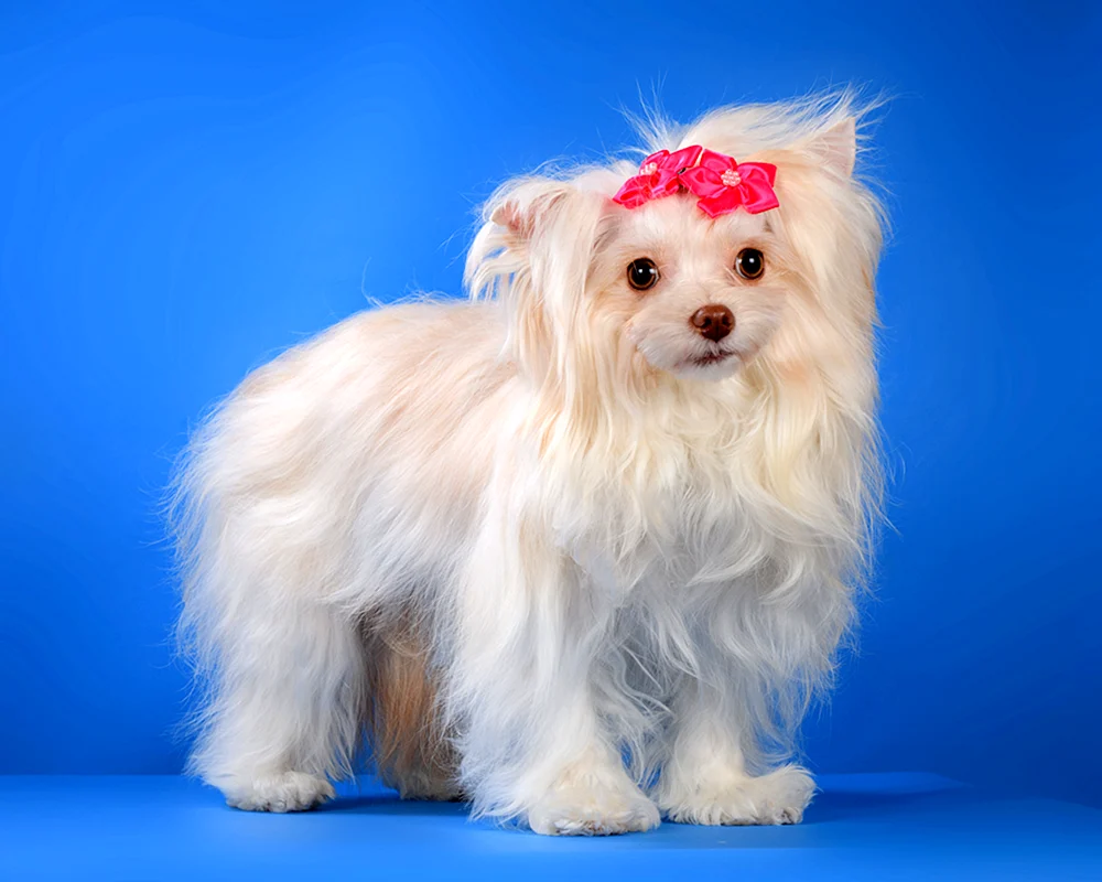 Yorkshire Terrier Welsh