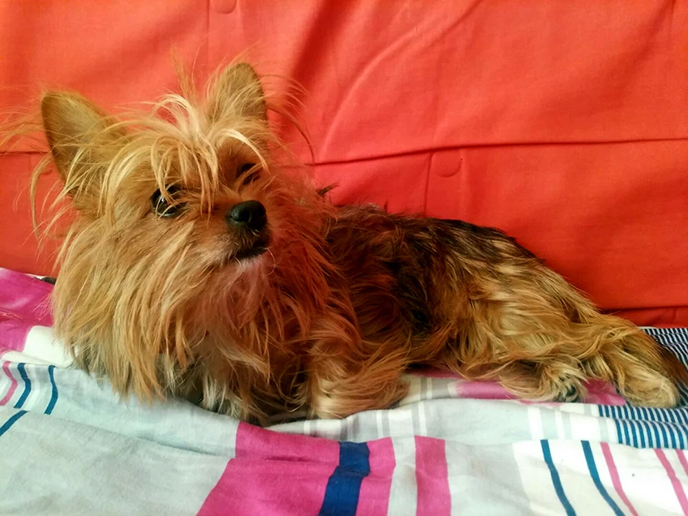 Jack Russell und Yorkie